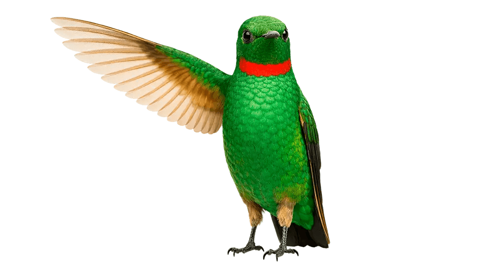 Alisa Bank and Nordea