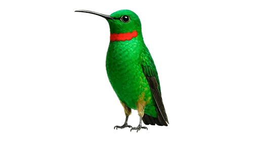 Terms of Digital Services